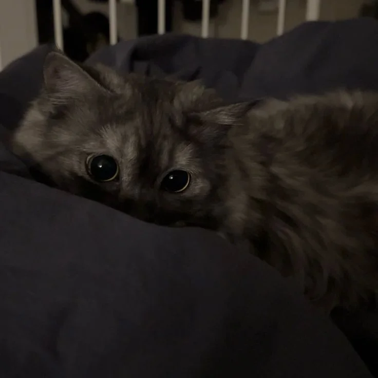 Your cat